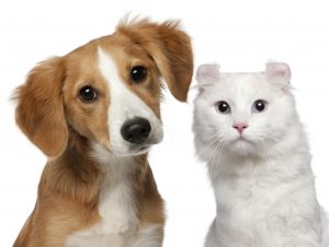 New York pet custody lawyer